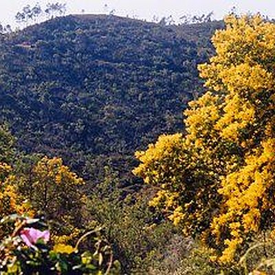 Les mimosas au pays du soleil