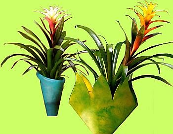 Broméliacées en composition