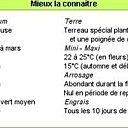 En savoir plus sur l'amaryllis