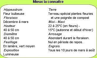 En savoir plus sur l'amaryllis