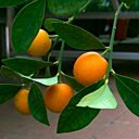 Abricots à  Domicile, meilleur et plus facile.