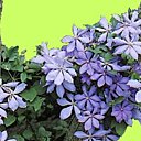 Certaines grimpantes font très bon ménage avec les arbres