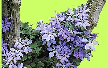 Certaines grimpantes font très bon ménage avec les arbres