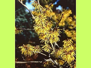 Les hamelis apprécient la protection ombrée des arbres à feuillage caduc.