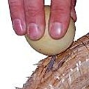 ...la couronne de coloquintes