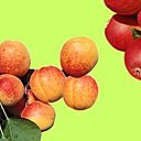 Règle de base est de choisir des arbres fruitiers adaptés à votre région