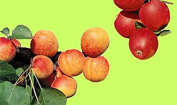 Règle de base est de choisir des arbres fruitiers adaptés à votre région