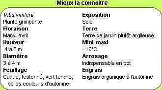 Pour réussir le raisin du balcon