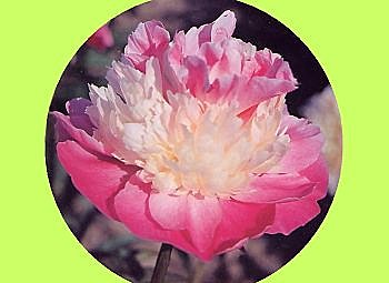 La pivoine de Chine facile  à vivre