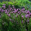 La lavande Papillon !