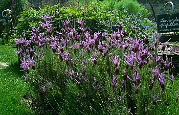 La lavande Papillon !