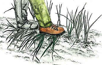 Pliez les feuilles de l'oignon en appuyant sur sa base, avec la pointe du pied