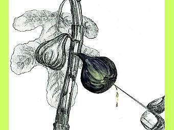 Accélérer la maturation des figues d'automne.