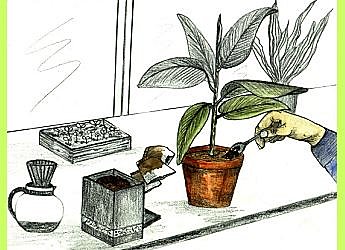 Tous les insectes détestent la caféine