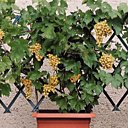 Les raisins de ville.