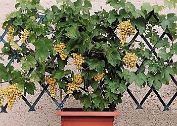 Les raisins de ville.