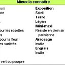 Tout savoir sur les joubarbes