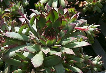 La joubarbe, cœur d'artichaut