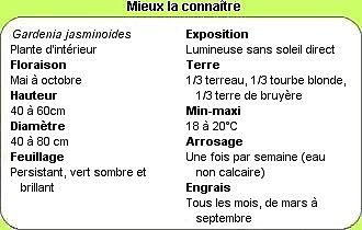Tout savoir sur les Gardénias !