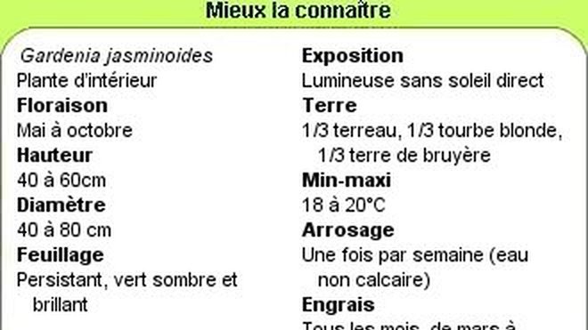 Tout savoir sur les Gardénias ! Tout savoir sur les Gardénias !