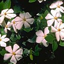 Gardénia et ses fleurs blanches nacrées, si particulières.