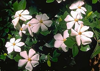 Gardénia et ses fleurs blanches nacrées, si particulières.