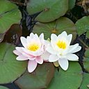 Le nénuphar est une joile plante qui reste très facile à cultiver, et qui peut fleurir abondamment s'il est bien exposé.