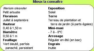 Mieux connaitre les lauriers-roses
