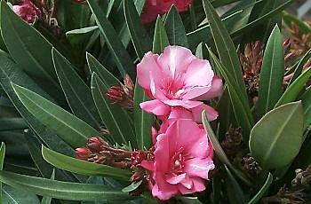 Laurier rose aux variantes infinies.