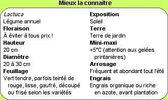 Tout savoir sur la laitue !