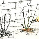 Tailler votre rosier au-dessus du 3ème ou du 5ème bourgeon