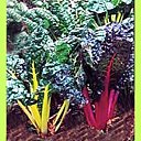 Les bettes dans leur potager