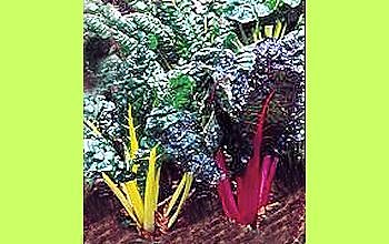 Les bettes dans leur potager