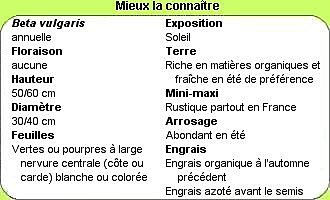 Tout savoir sur la bette en 1 clic !