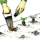 Des salades plus vite plantées !