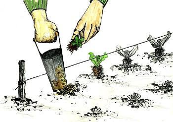 Des salades plus vite plantées !