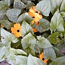 Le thunbergia
