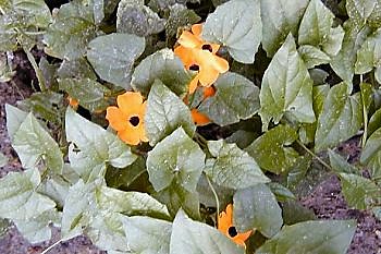 Le thunbergia