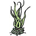 3- Enveloppe les racines dans la mousse de sphaigne humide