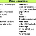 Mieux connaitre le palmier chanvre
