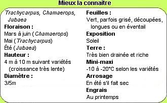 Mieux connaitre le palmier chanvre