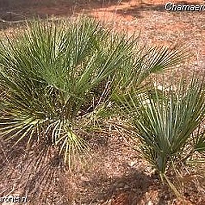 Des palmiers qui résitent au froid Des palmiers qui résitent au froid
