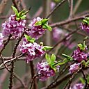 Le Daphné parfumé même en hiver