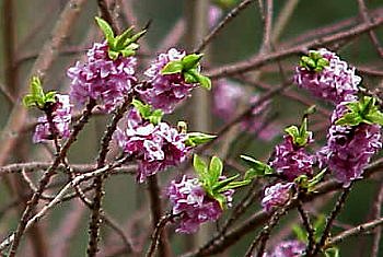Le Daphné parfumé même en hiver