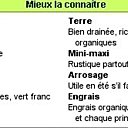 Tout savoir sur les fraisiers non remontants en un clic !