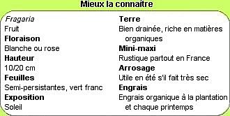 Tout savoir sur les fraisiers non remontants en un clic !