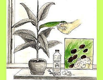 Combattre les cochenilles !