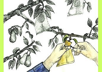 Fixez avec un lien armaturé sans serrer.