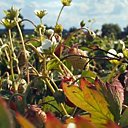 Fraisier non remontant, lent mais des fruits succulents comme la Gariguette.