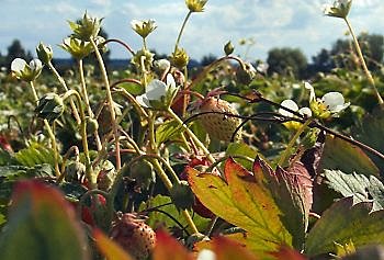 Fraisier non remontant, lent mais des fruits succulents comme la Gariguette.
